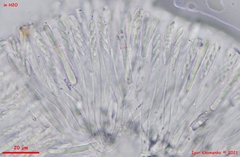 Calycina discreta