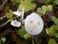 Hygrophorus sitchensis