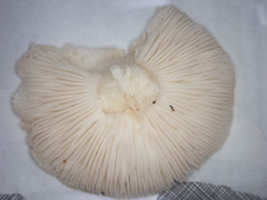 Hygrophorus sitchensis