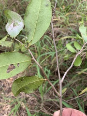 Acronychia imperforata