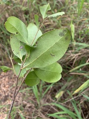 Acronychia imperforata