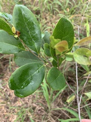 Acronychia imperforata