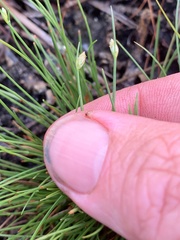 Fimbristylis polytrichoides