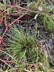 Fimbristylis polytrichoides