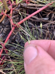 Fimbristylis polytrichoides