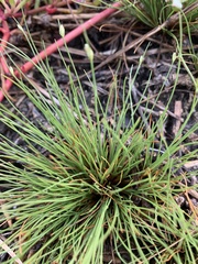 Fimbristylis polytrichoides