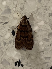 Mimaglossa nauplialis