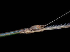 Phobaeticus serratipes