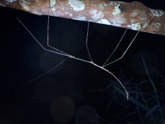 Phobaeticus serratipes