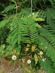 Acaciella
