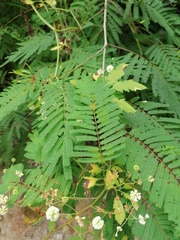 Acaciella