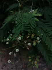 Acaciella
