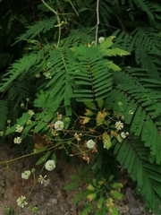 Acaciella