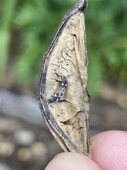 Oxycarenus luctuosus