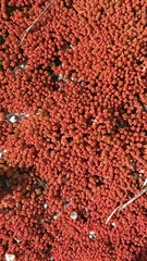Sedum