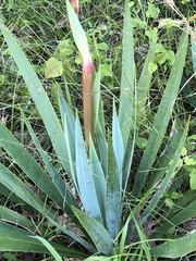 Yucca cernua