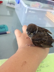 Passer montanus malaccensis