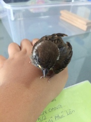 Passer montanus malaccensis