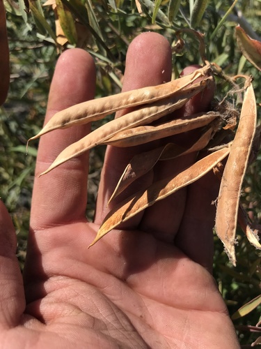 Delta Tule Pea fruiting