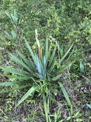 Yucca cernua