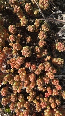 Sedum