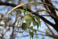 Premna acuminata