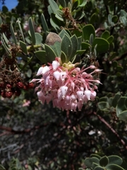 Arctostaphylos pringlei drupacea