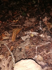 Incilius marmoreus