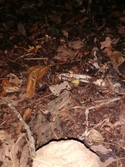 Incilius marmoreus