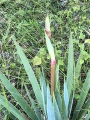 Yucca cernua