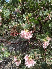 Arctostaphylos pringlei drupacea
