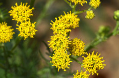 Hymenopappus flavescens