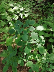 Porophyllum ruderale