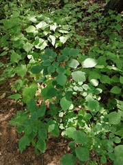 Porophyllum ruderale