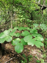 Piscidia carthagenensis