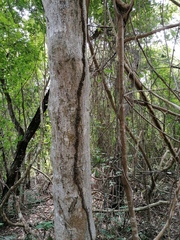 Bursera heteresthes
