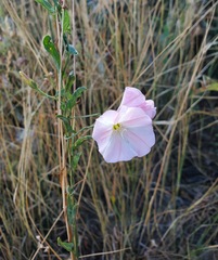 Convolvulus arvensis
