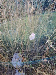 Convolvulus arvensis