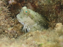 Salarias alboguttatus