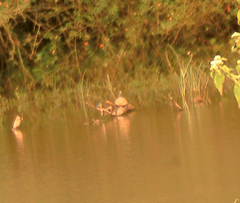 Melanochelys trijuga