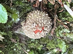 Calostoma japonicum