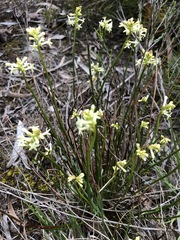 Stackhousia aspericocca