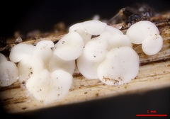 Calycina discreta