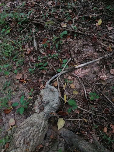 Ibervillea hypoleuca