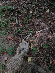 Ibervillea hypoleuca