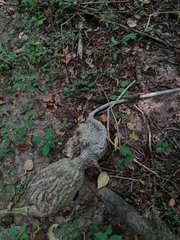 Ibervillea hypoleuca