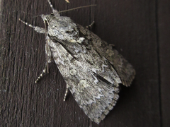 Acronicta adaucta