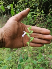 Salvia herbacea