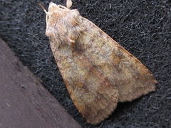 Diarsia canescens