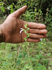 Salvia herbacea
